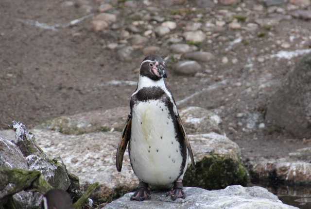 Penguin Update